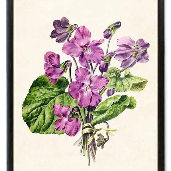 victorian violet botanical illustration