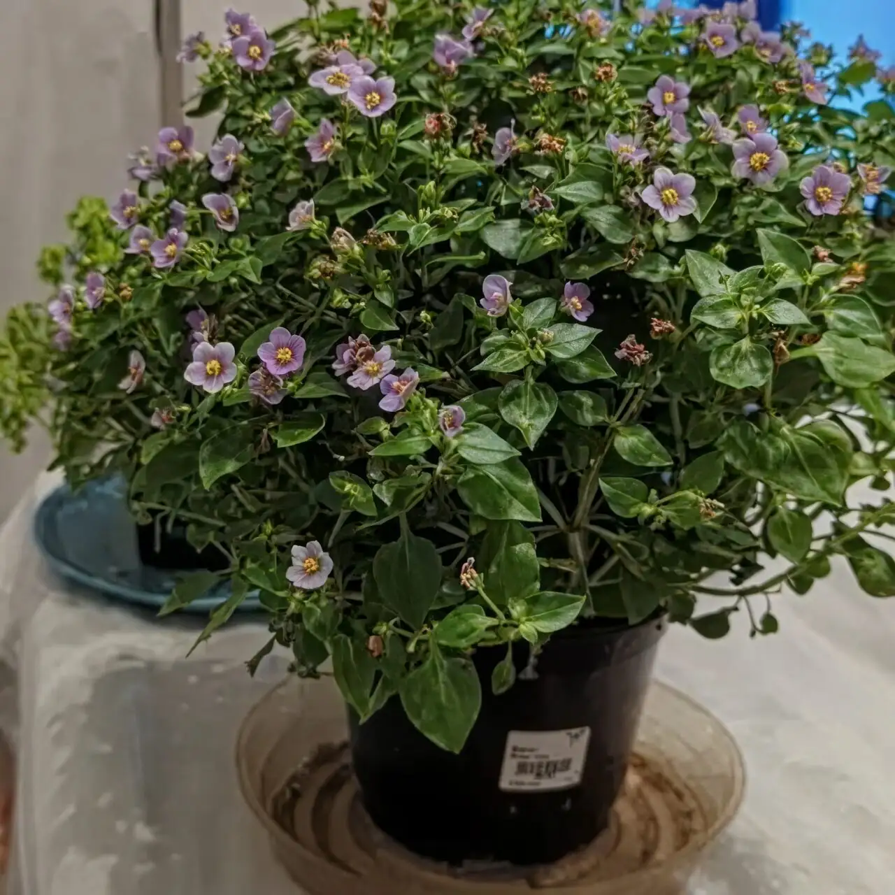 “一季草”真相：紫芳草值得越冬吗？二年生管理的取舍与性价比