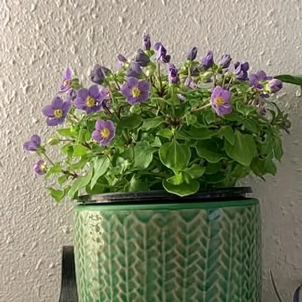 persian violet watering can