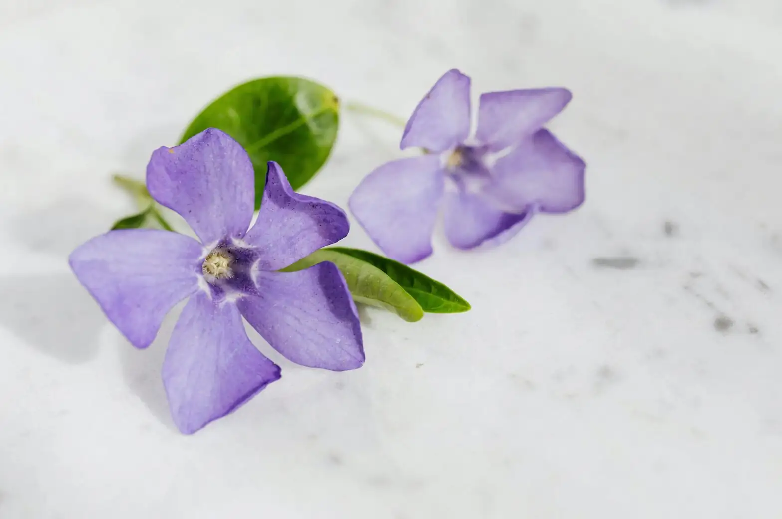 persian violet pebble tray