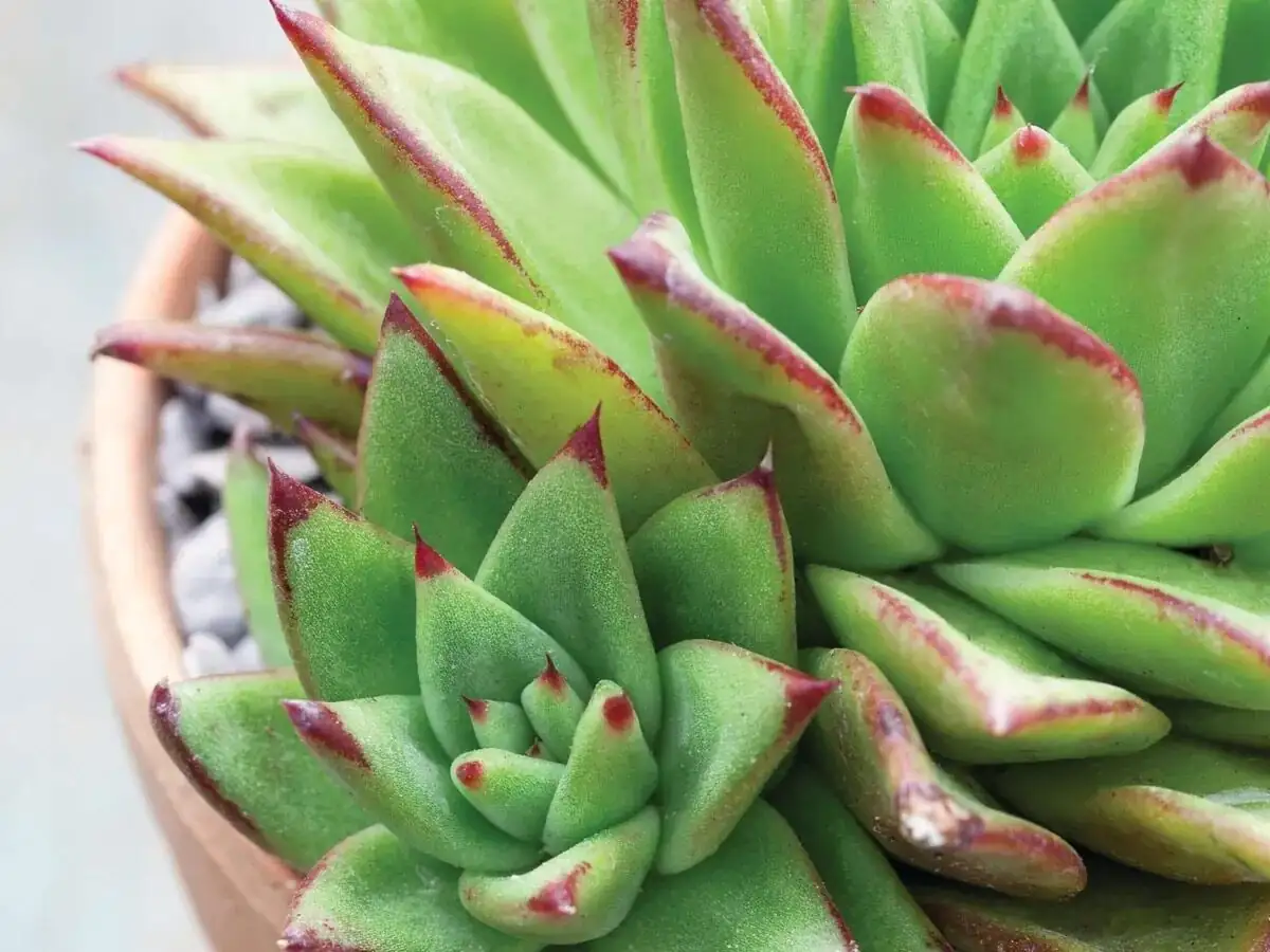Echeveria Meililian watering at soil edge