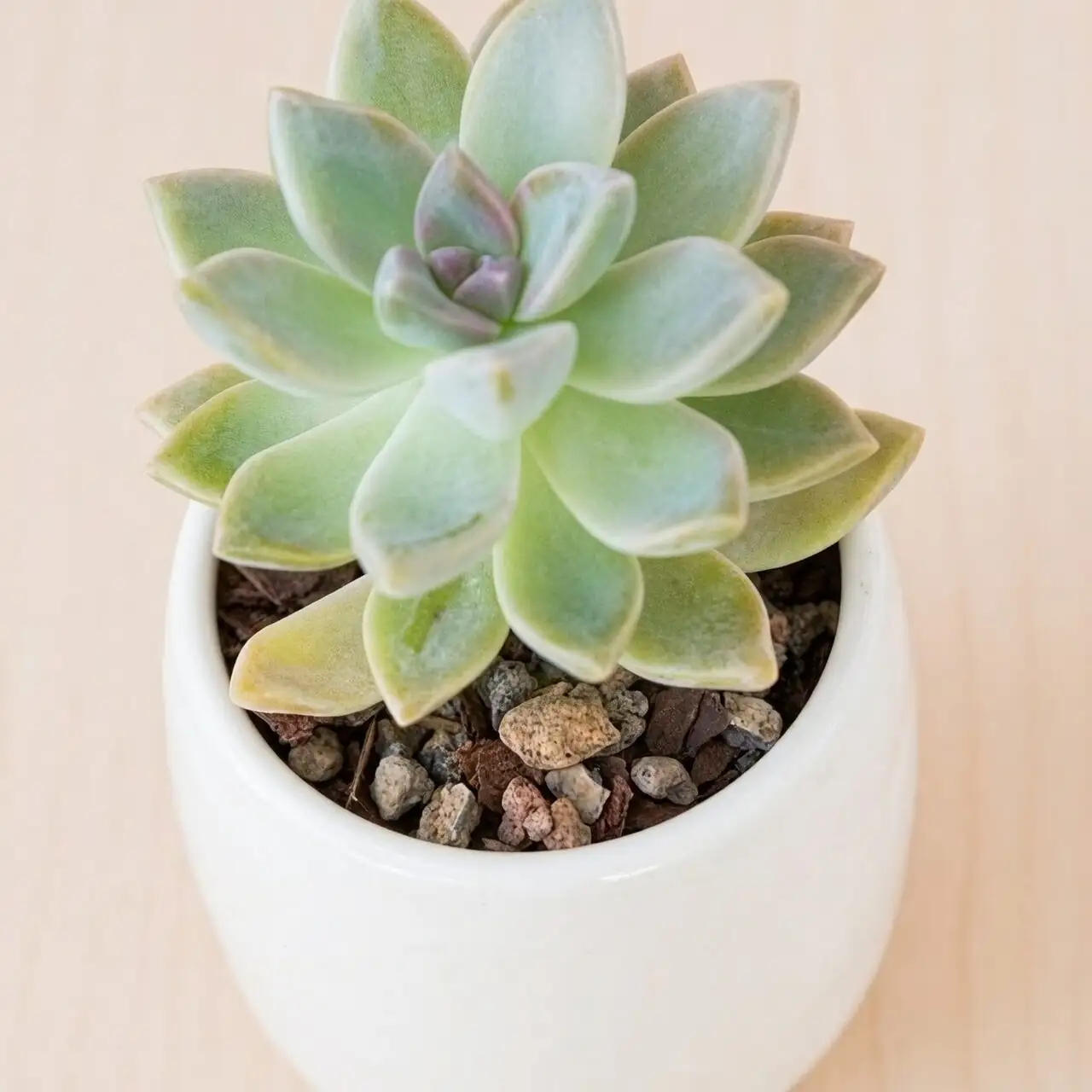 Echeveria Meililian gritty potting mix