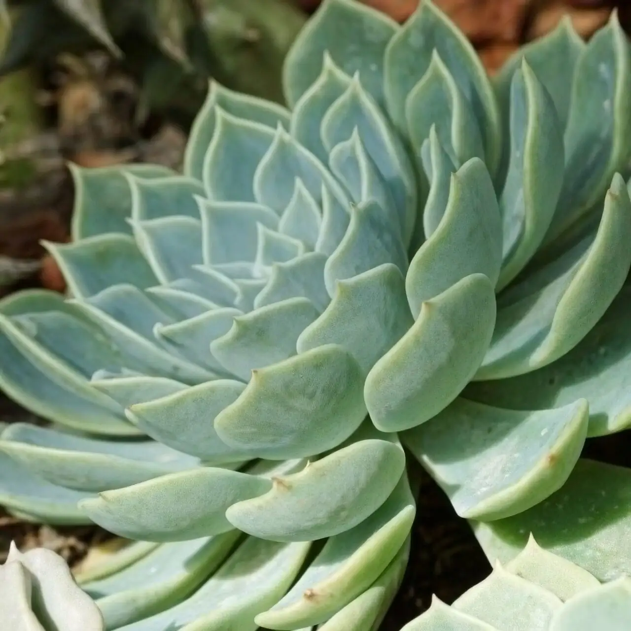 Mealybugs vs. Meililian: A 24-Hour Rescue Plan (Plus Rot-Proofing Your Pot)