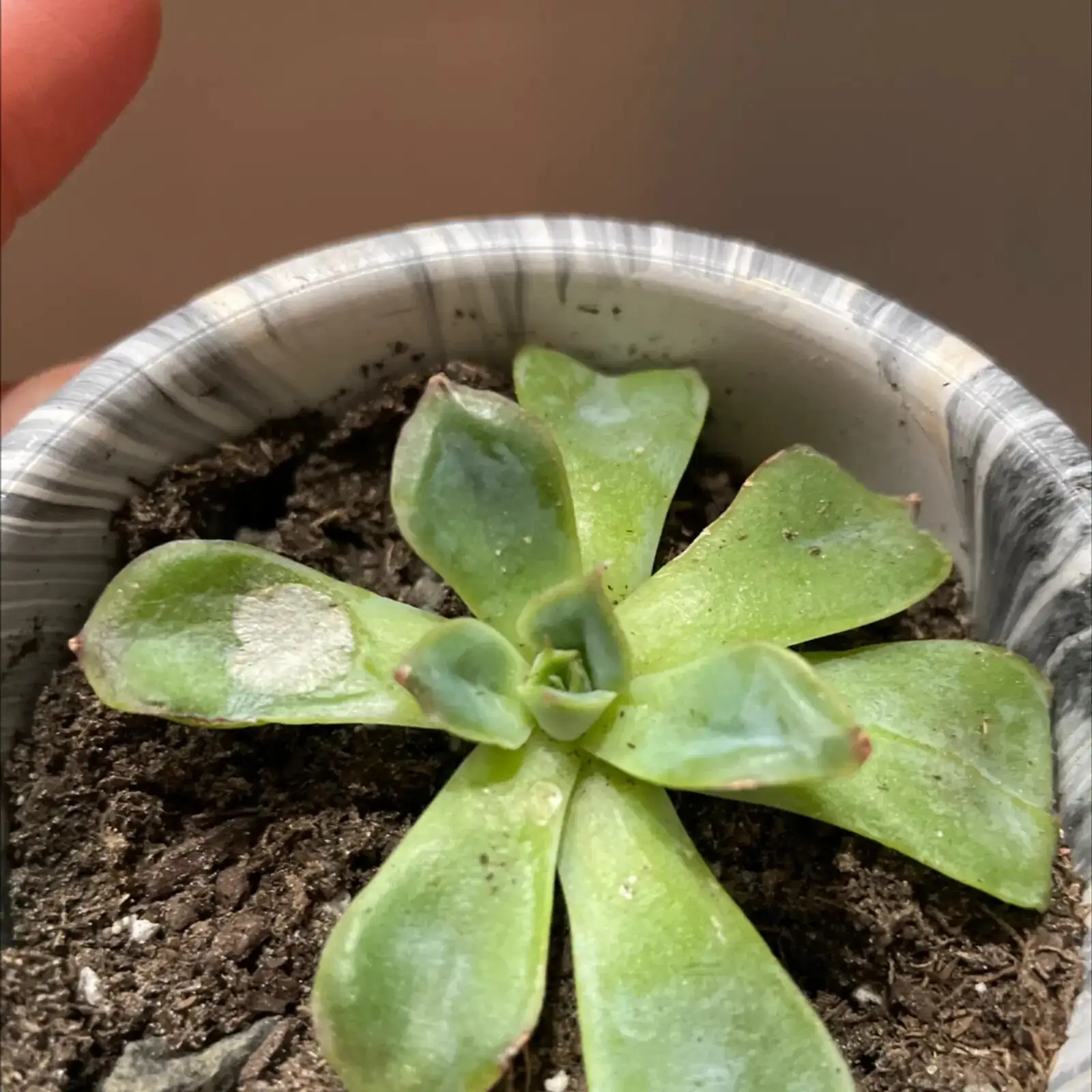 Echeveria mealybugs alcohol cotton swab