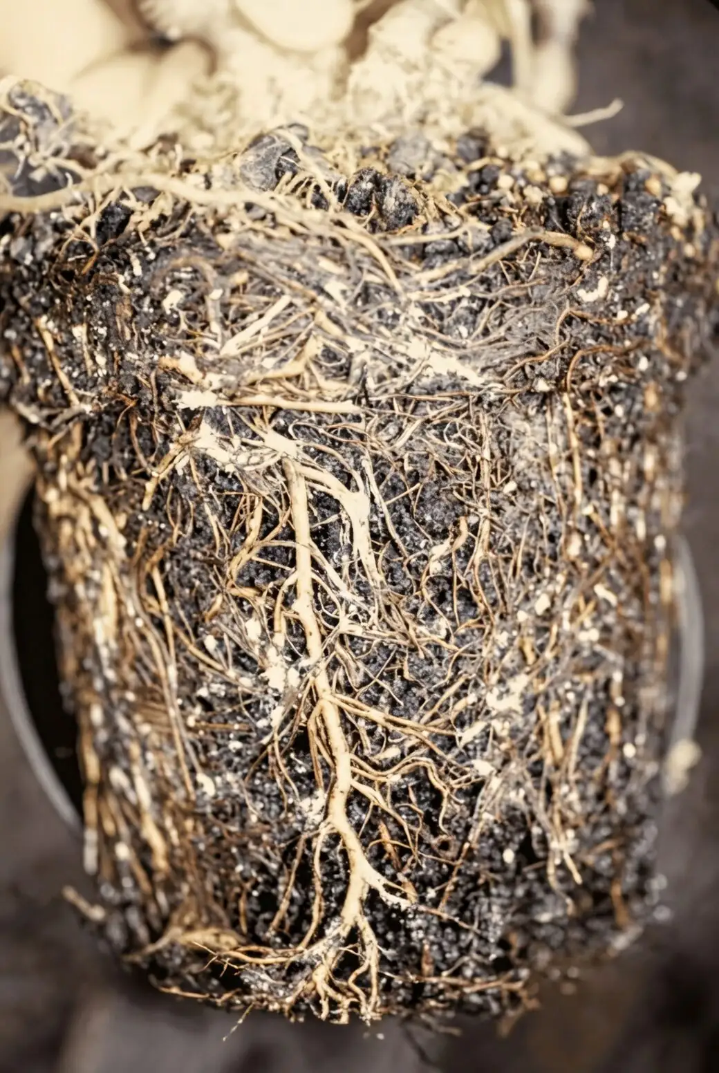 Echeveria root mealybugs close-up