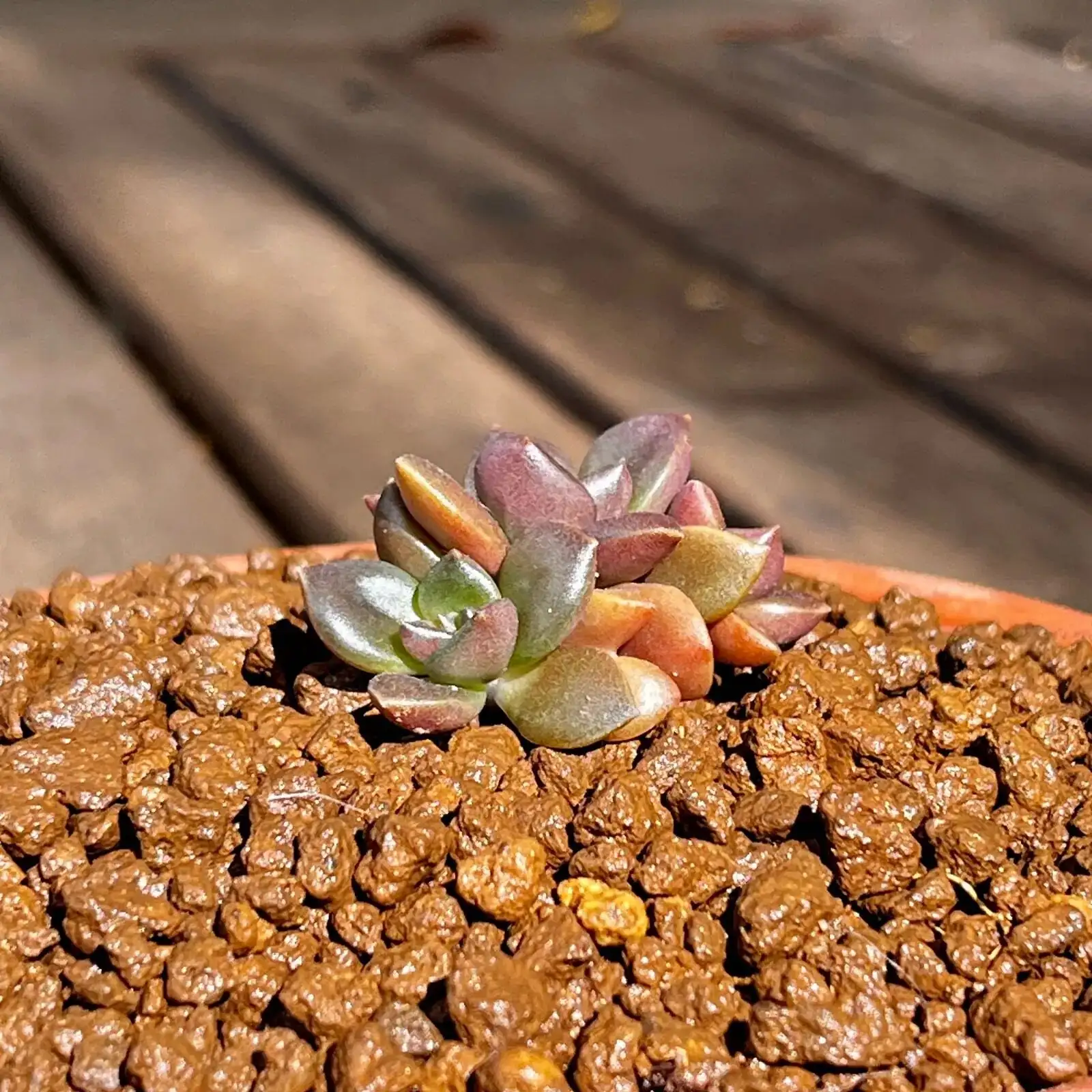 Echeveria gritty soil mix pot