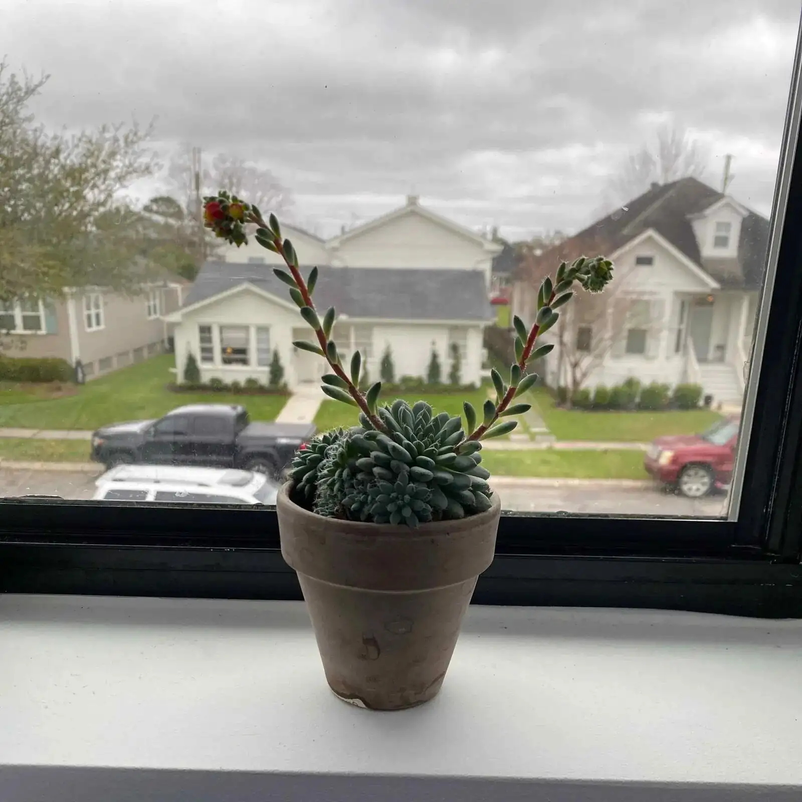 From Mexican Cliffs to ‘Beautiful Lotus’: How Echeveria Became Meililian