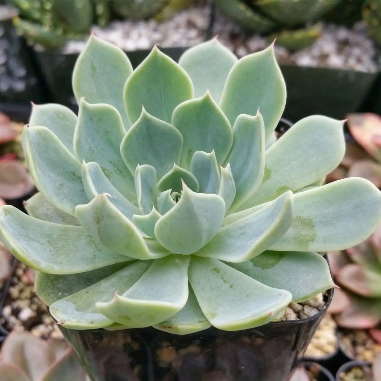 echeveria meililian gray rosette close-up