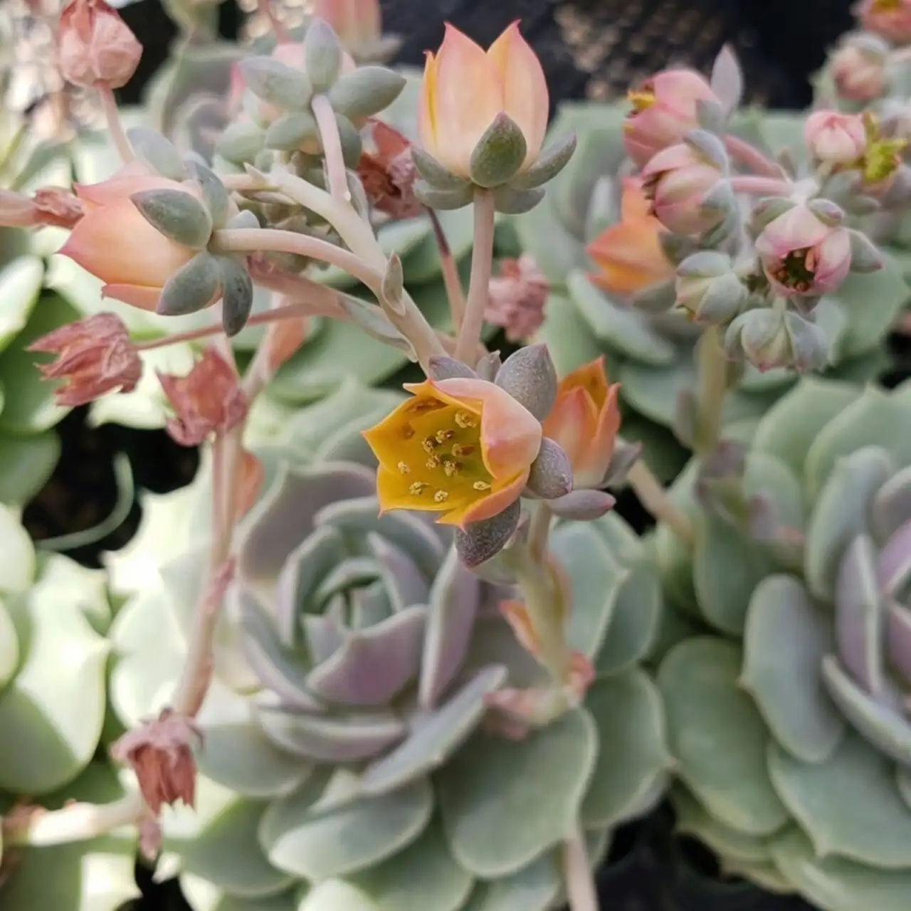 Night Breaths and Firework Blooms: 9 Quirks Only Meililian Owners Notice