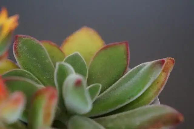 echeveria meililian flower stalks side view