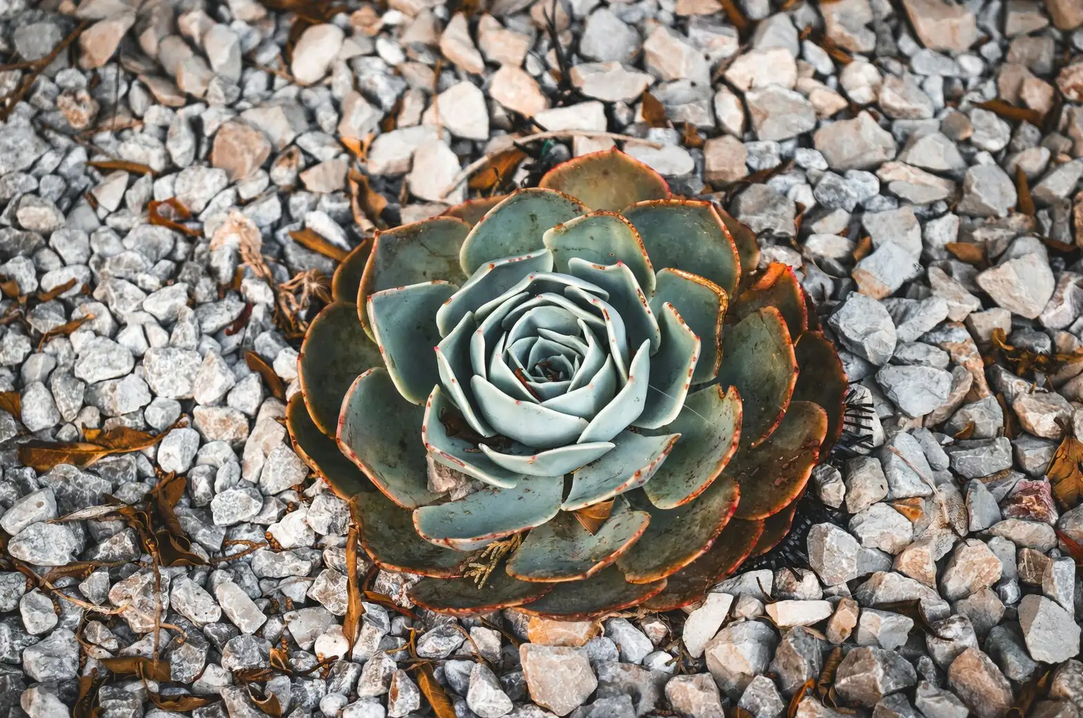 echeveria meililian rosette top view