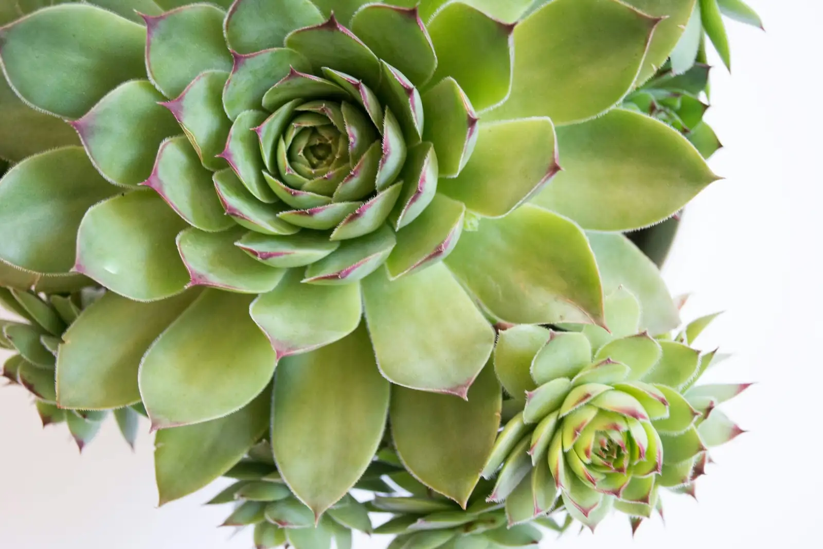More Than ‘Beautiful’: Meililian’s Flower Language, Feng Shui Vibes, and Gifting Etiquette