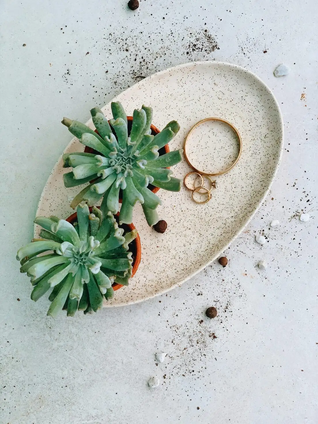 echeveria meililian ceramic pot gift