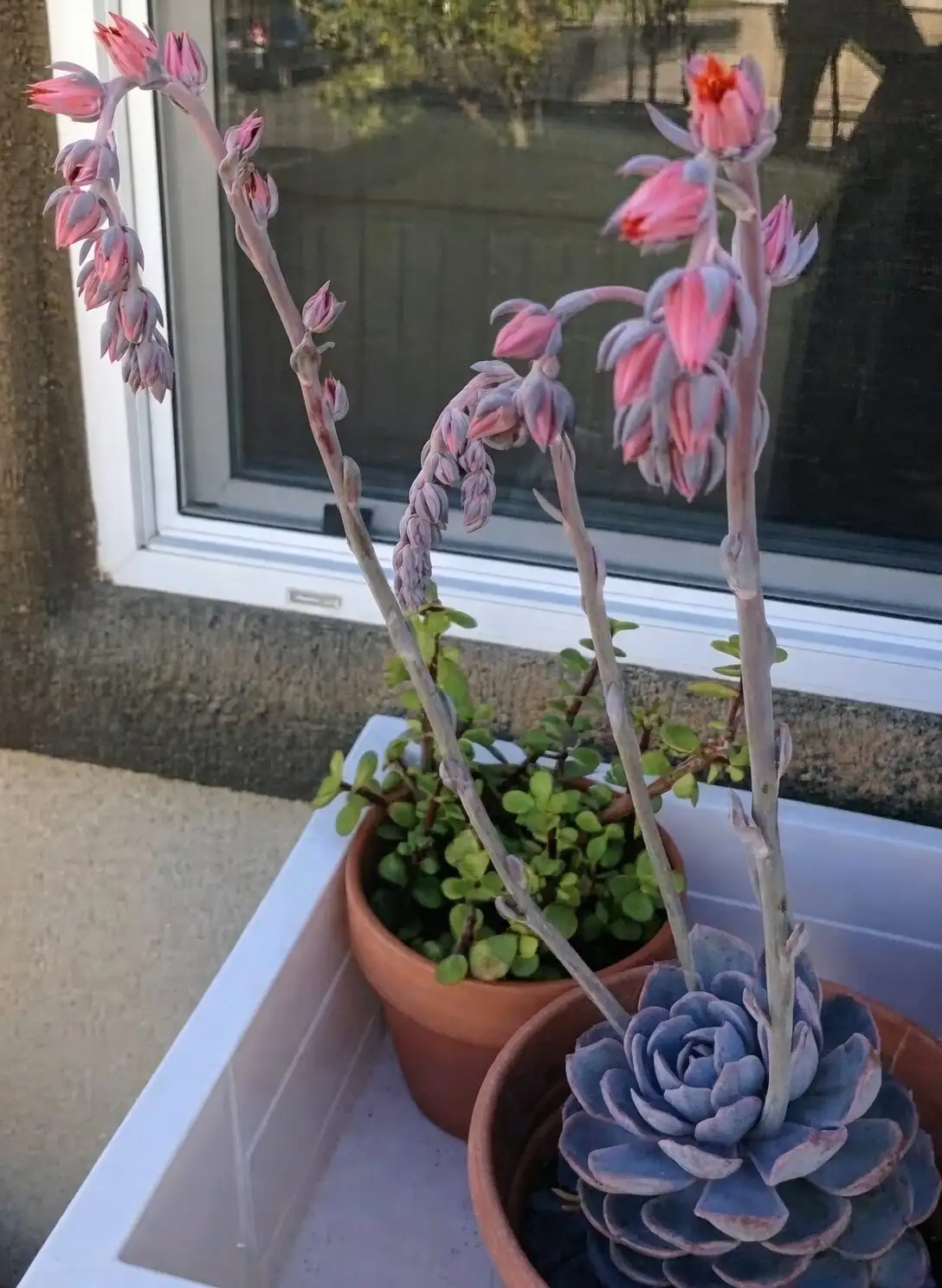 echeveria meililian pink flower stalks