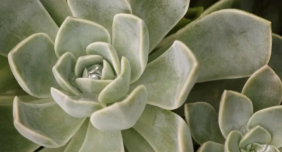 echeveria meililian leaf propagation tray