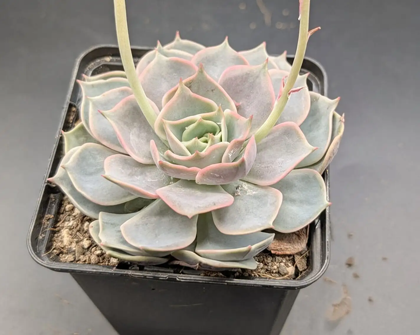 One Leaf to Many: A Zero-Stress Meililian Propagation Lab (With Timelines)
