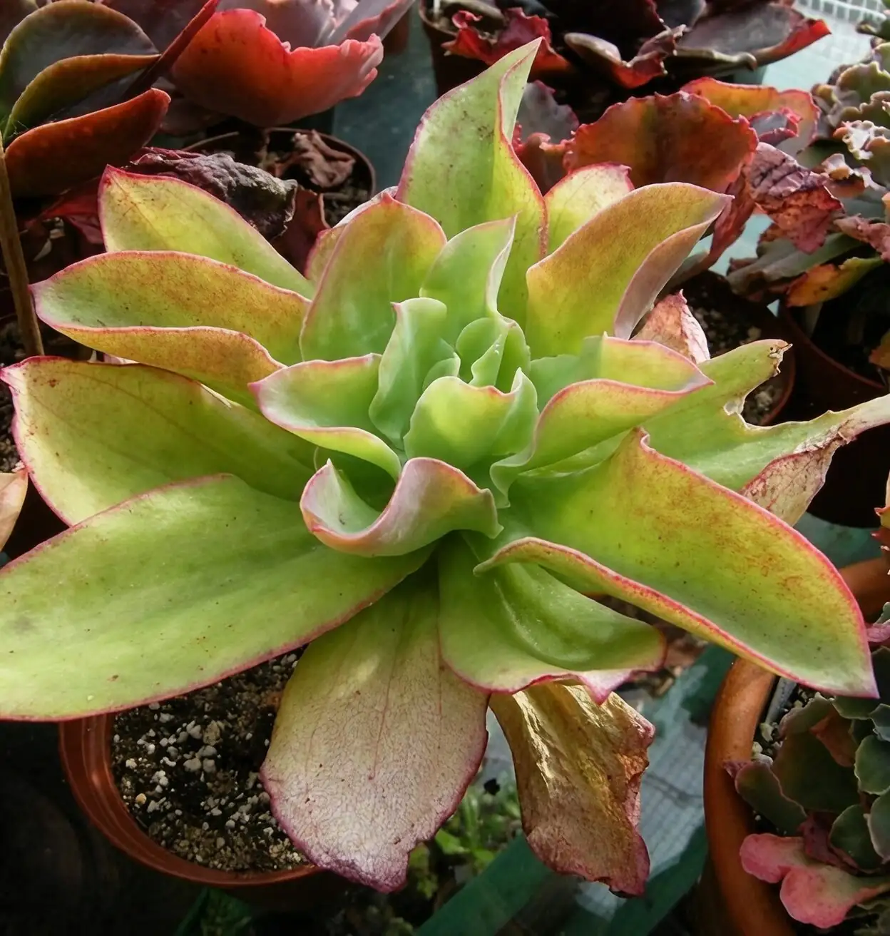 echeveria meililian leaf twist removal