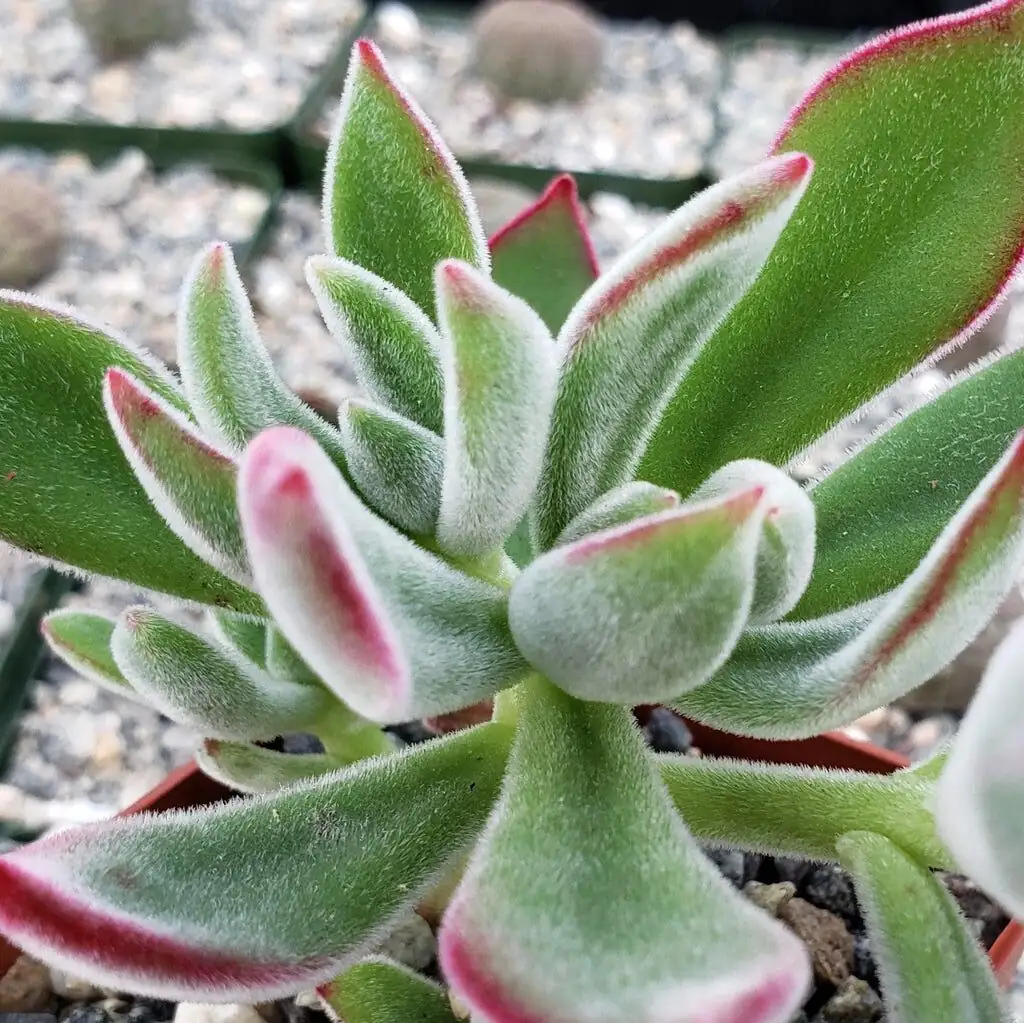 echeveria meililian leaf callus close-up
