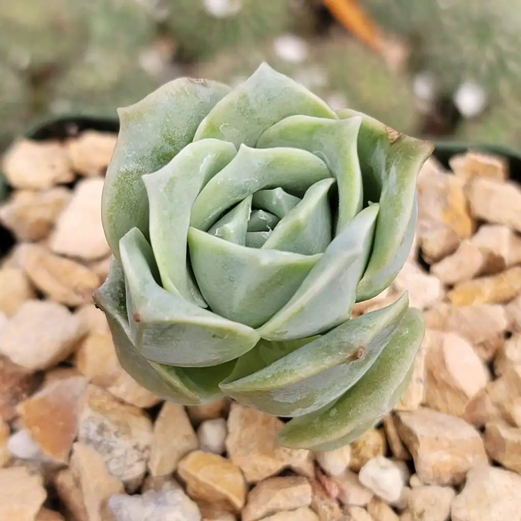 echeveria meililian rosette close-up