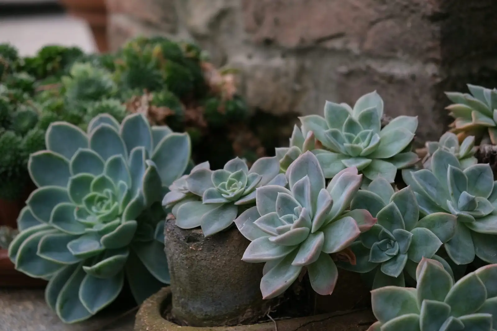 echeveria meililian trio grouping windowsill