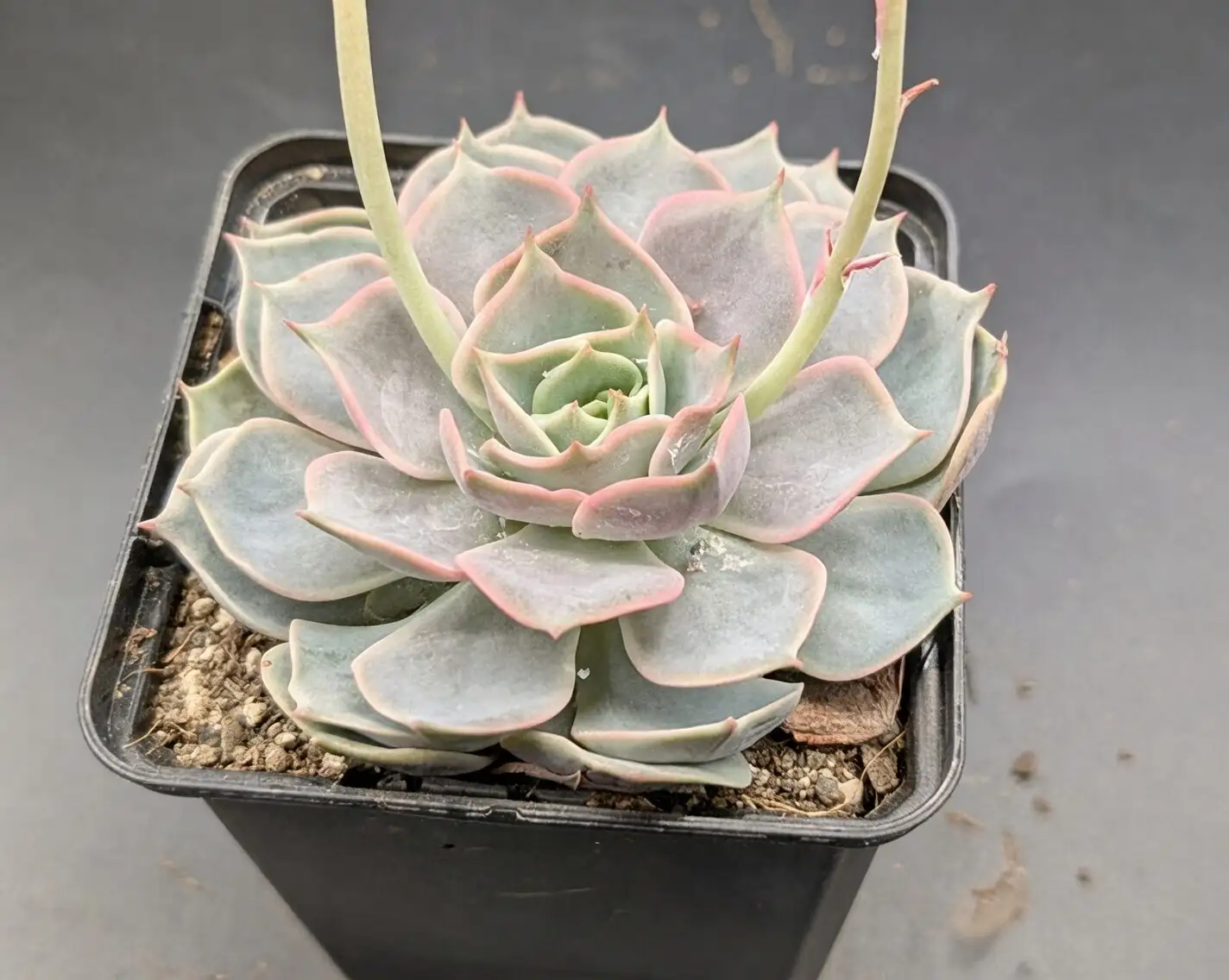 Your Meililian Year: Month-by-Month Care, Bloom Triggers, and Repot Reminders