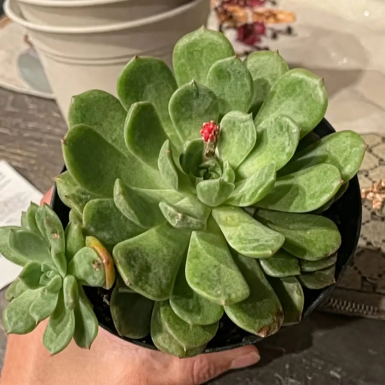 echeveria meililian buds emerging
