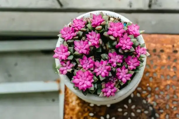 echeveria meililian flowers close up