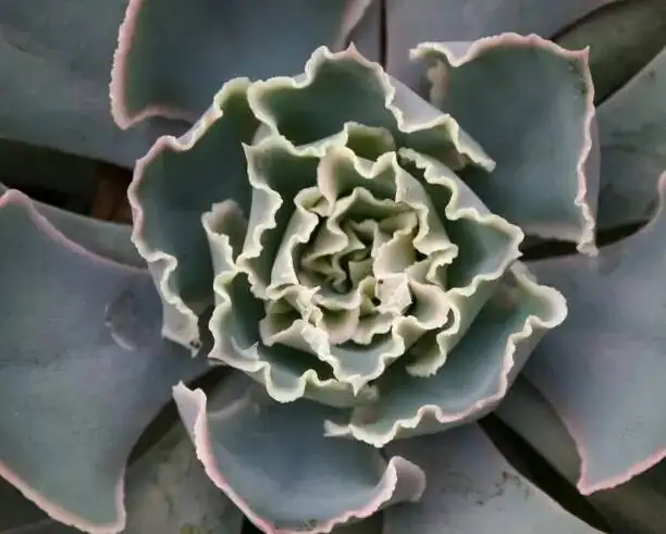 Rock-Garden Chemistry: Best Plant Partners and Potting Recipes for Meililian