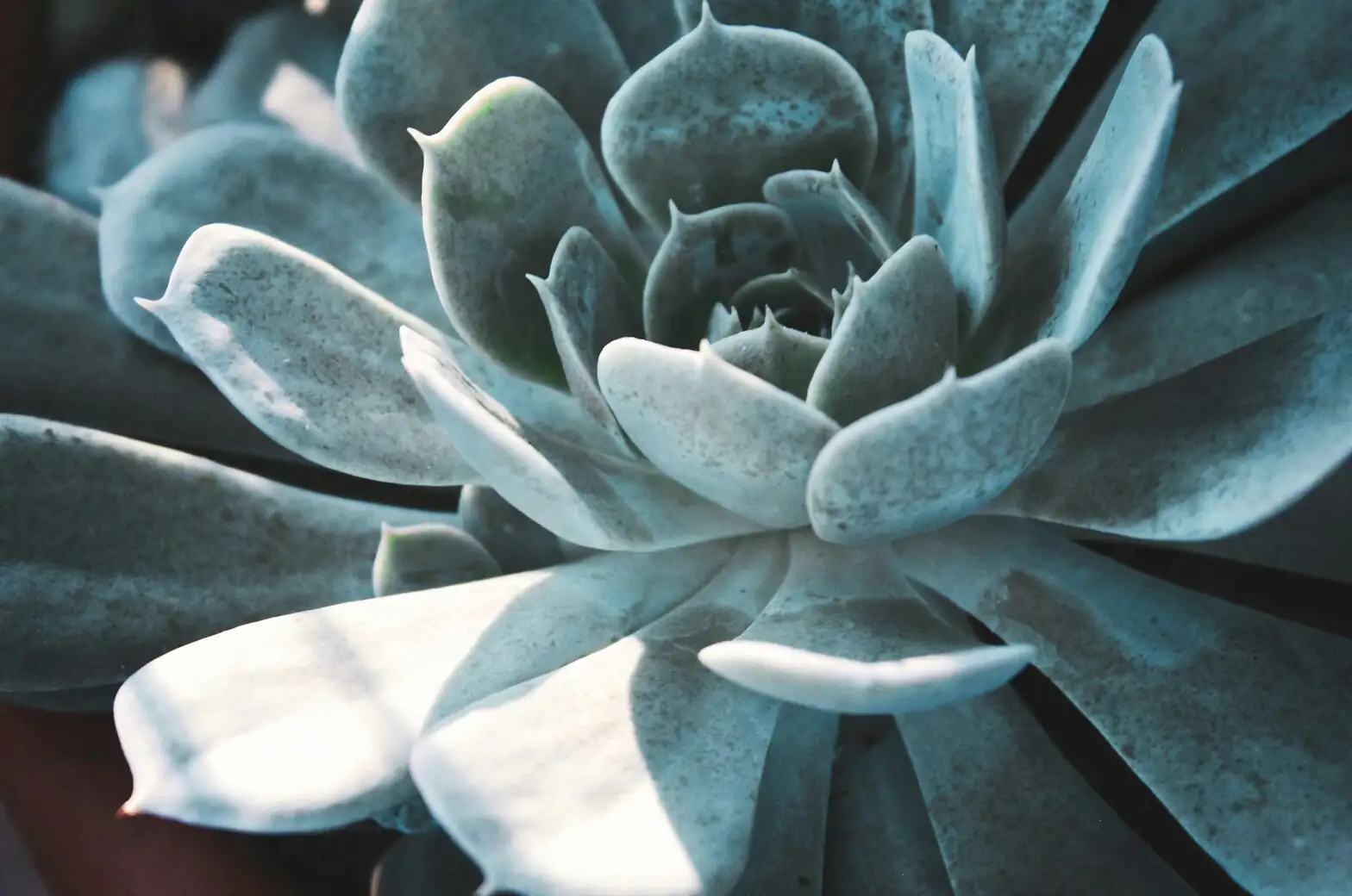 echeveria meililian leaf and bloom close up