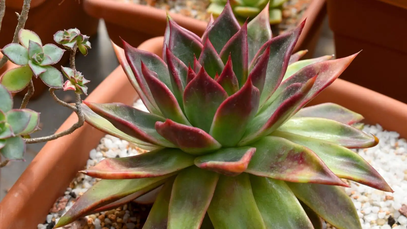 echeveria meililian planting hands shallow bowl