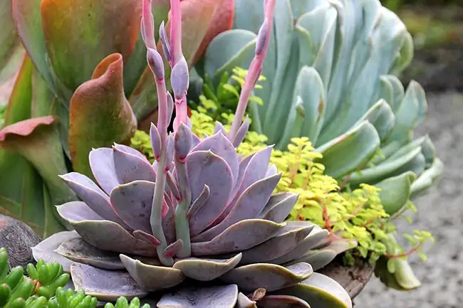 echeveria rosette window side light