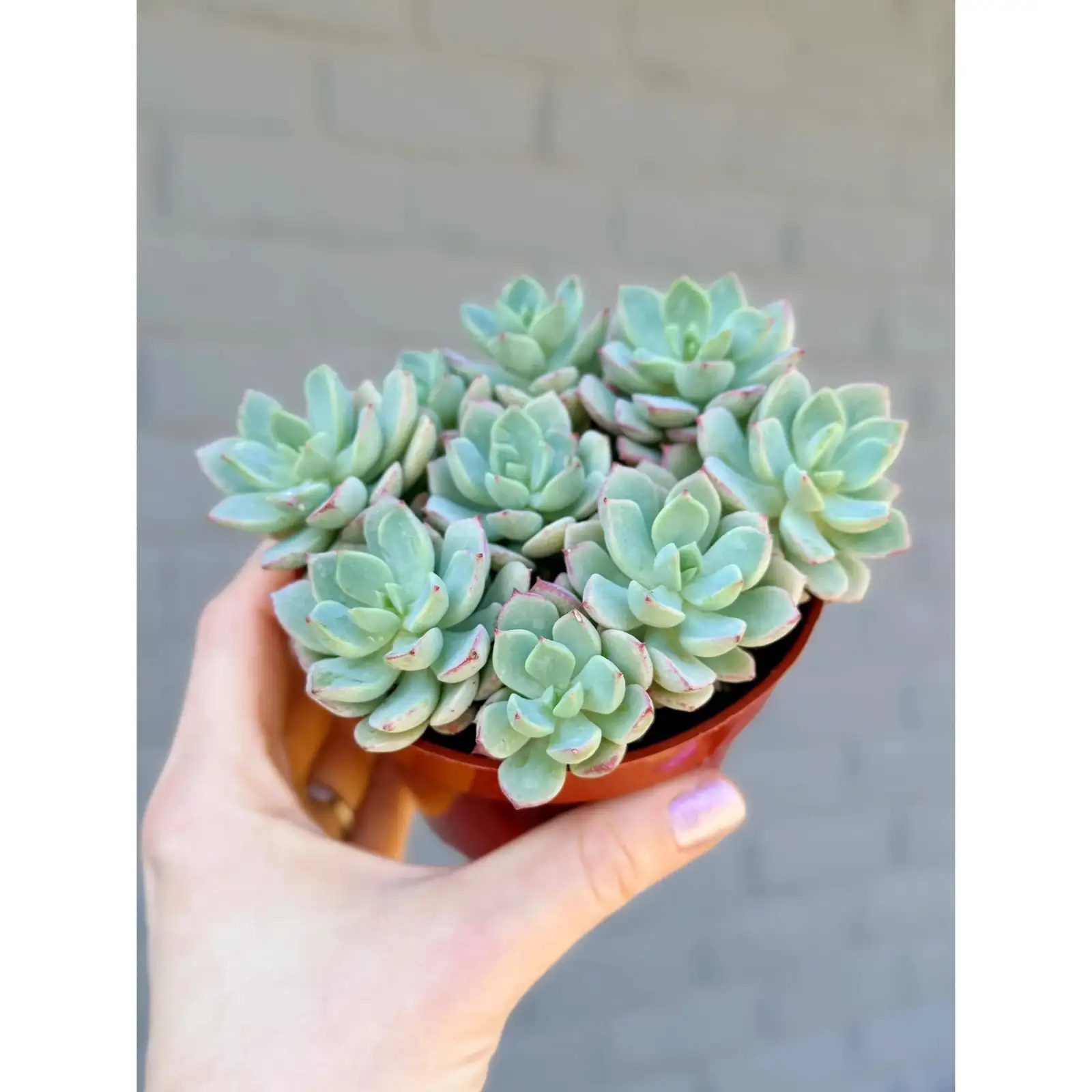 echeveria rosette neutral backdrop