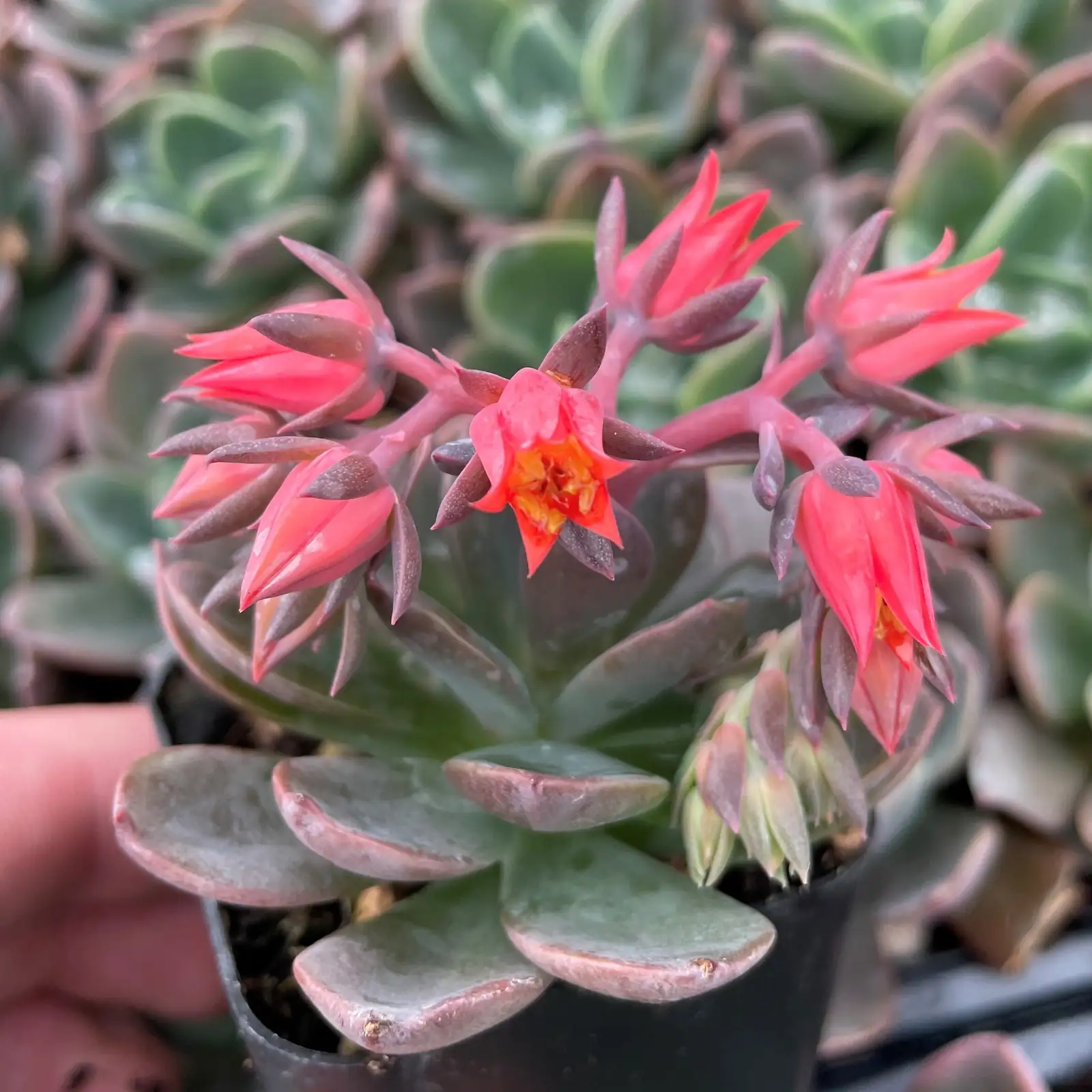 Not Indestructible: 7 Myths About Meililian That Kill Good Plants