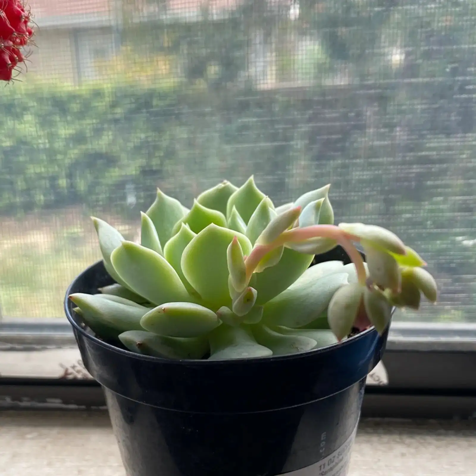 echeveria south window bright light