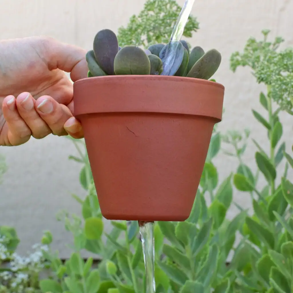 echeveria gritty soil drainage pot