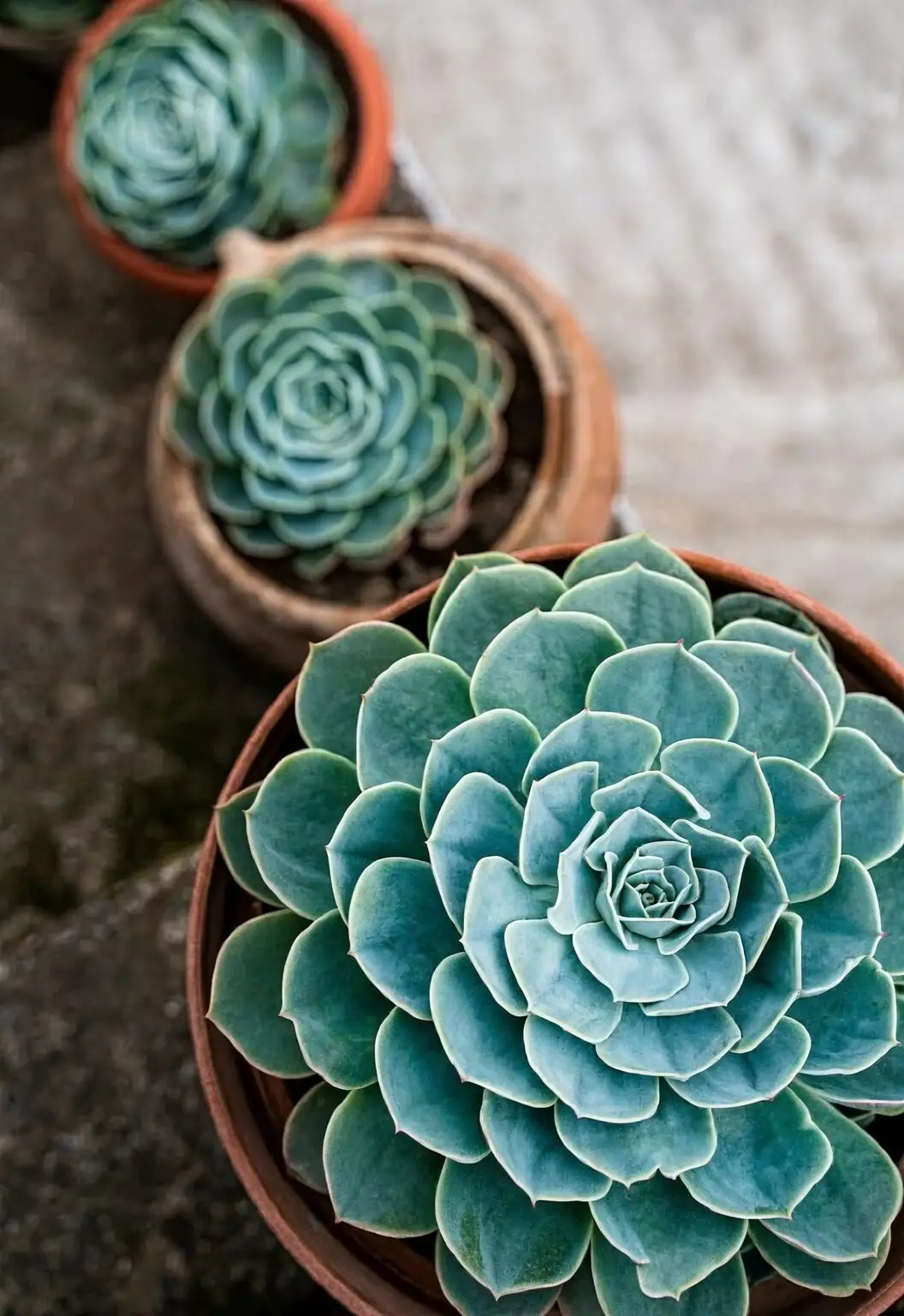 echeveria watering soil base
