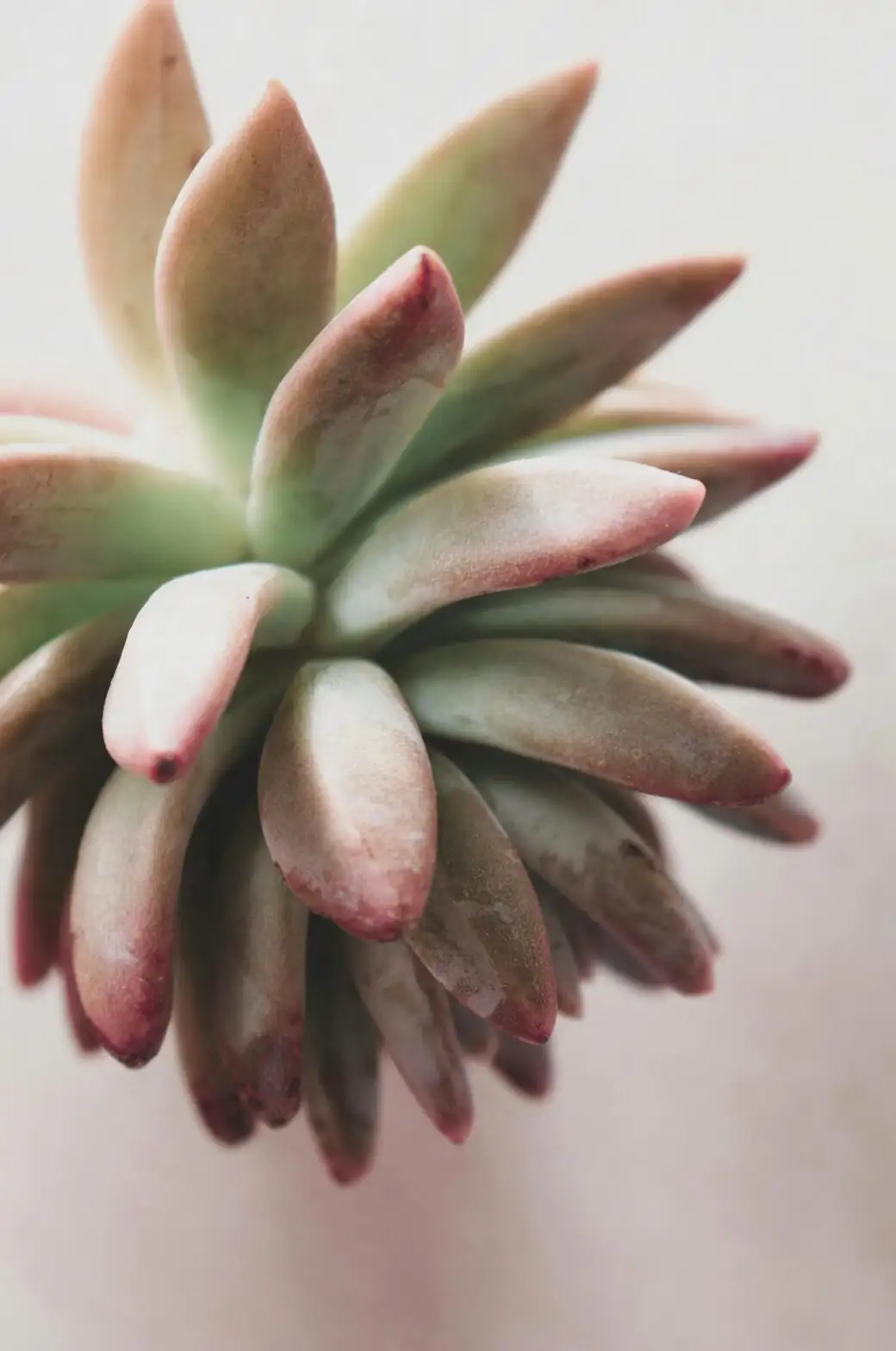 echeveria leaf cutting propagation