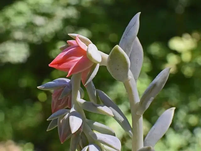Spot the Winner at the Nursery: How to Choose a Meililian That Thrives