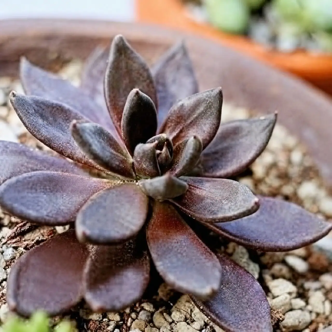 Echeveria nursery bench healthy rosettes