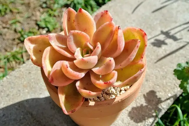 Echeveria watering at soil edge