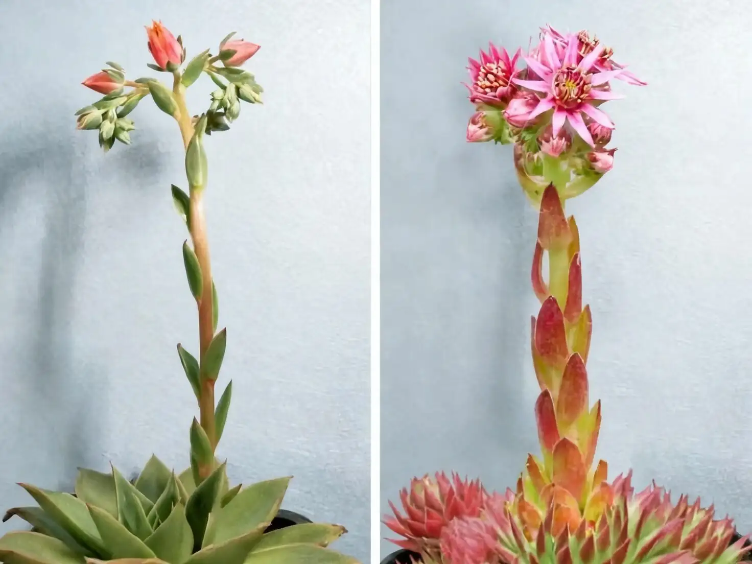 Echeveria flowering stalks pink blooms