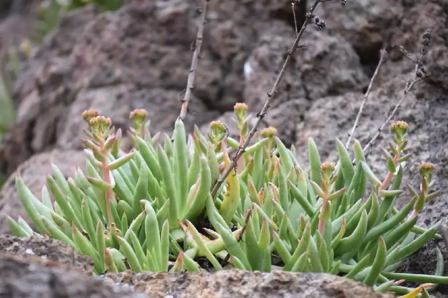 Dudleya formosa rosette close-up