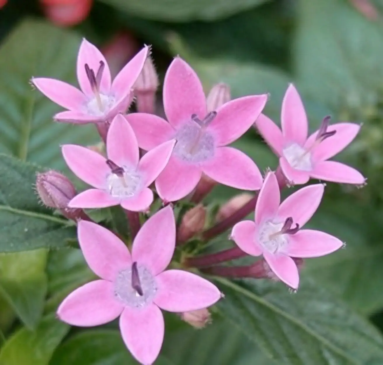 Dudleya formosa pink star flowers