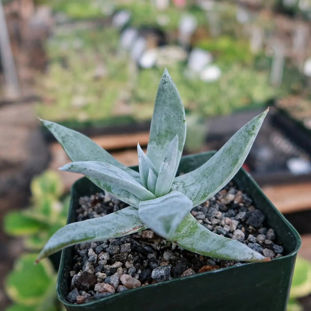 Dudleya watering soil not rosette