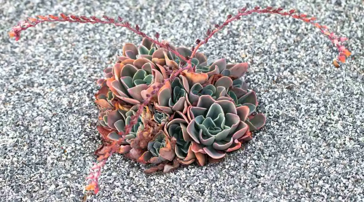 Echeveria arched flower stalk bells