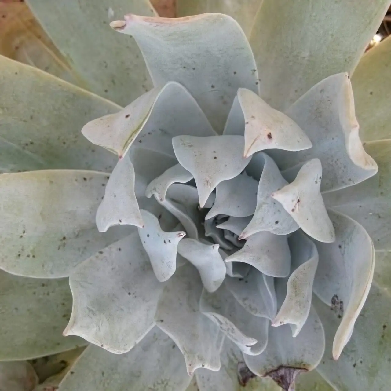 Dudleya formosa leaf edge close-up