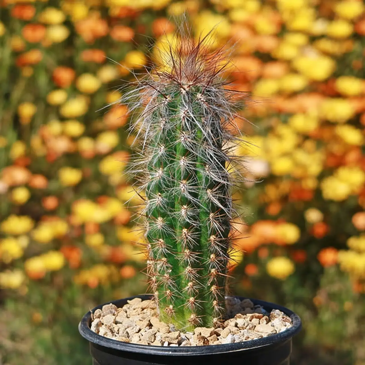 old man cactus bright winter windowsill