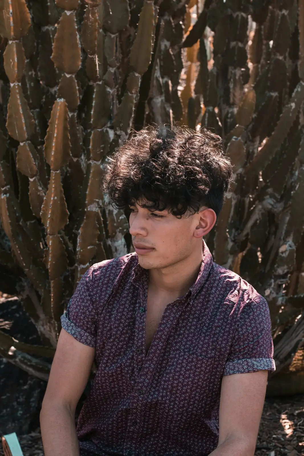 old man cactus hairs lifted brush