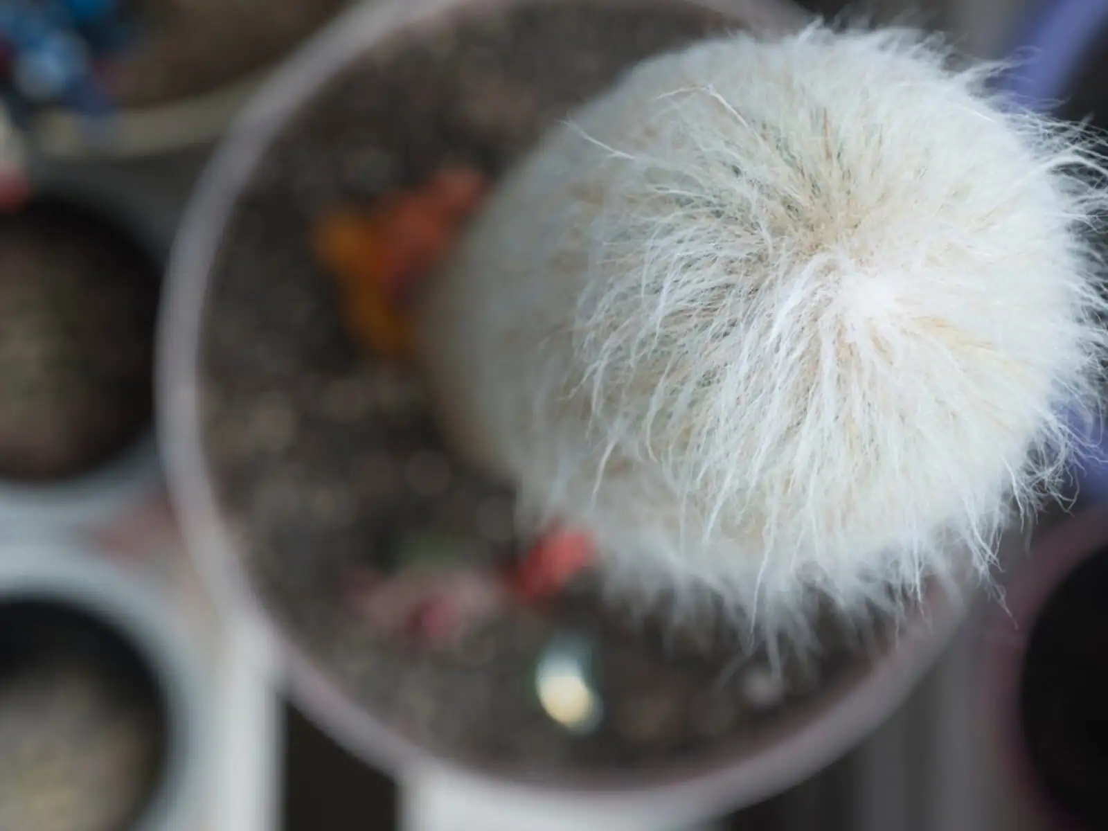 old man cactus roots mealybugs rinse