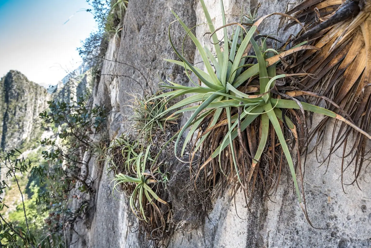 Born on Limestone: How a Mexican Desert Cliff Shaped the Old Man Cactus